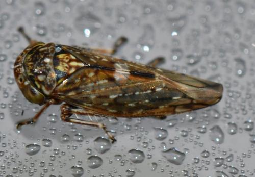 Acericerus vittifrons